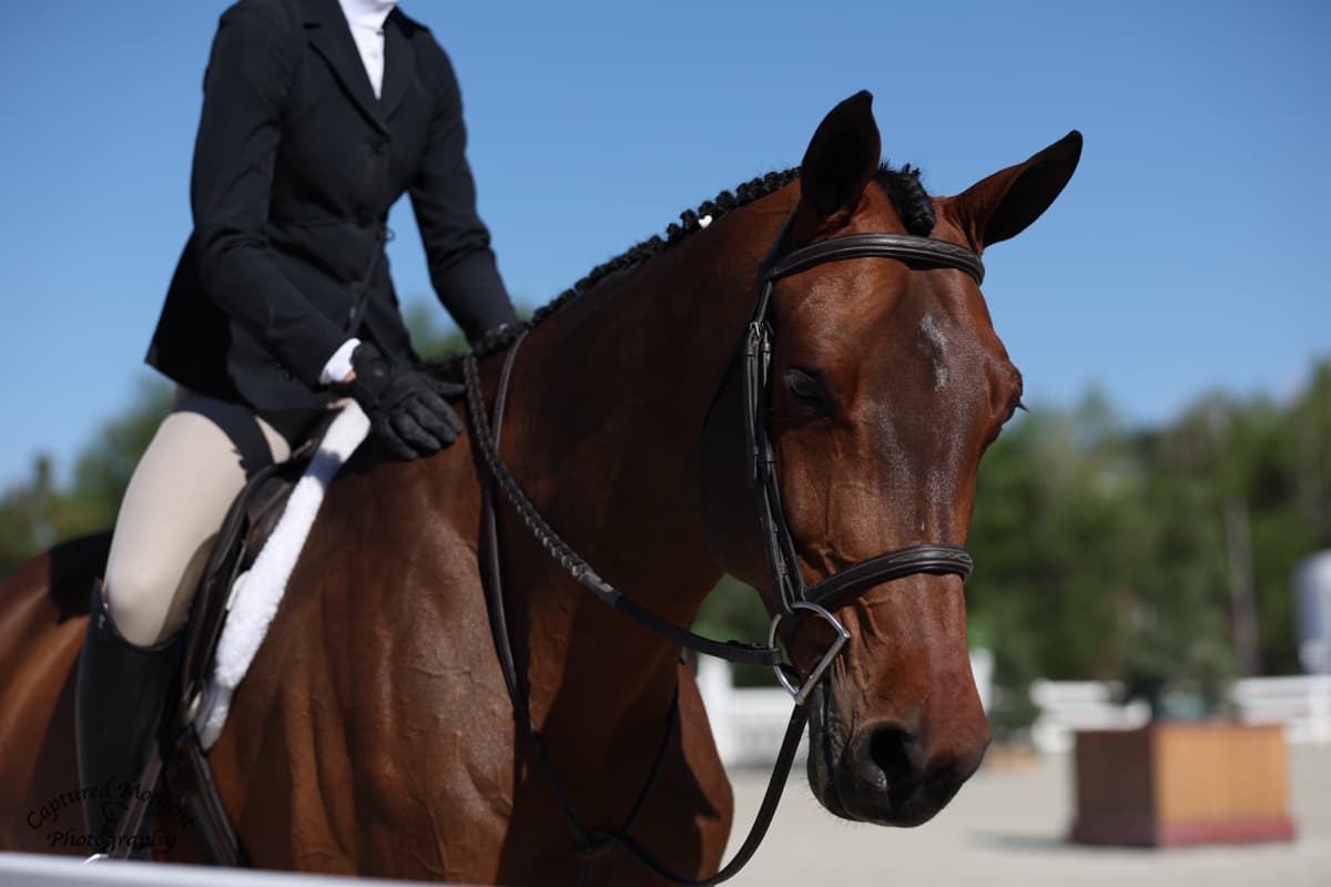 Close portrait of Tully with Super Deluxe, her bay Holsteiner gelding.